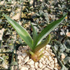 Smooth Agave Century Plant &