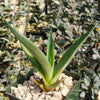 Smooth Agave Century Plant &