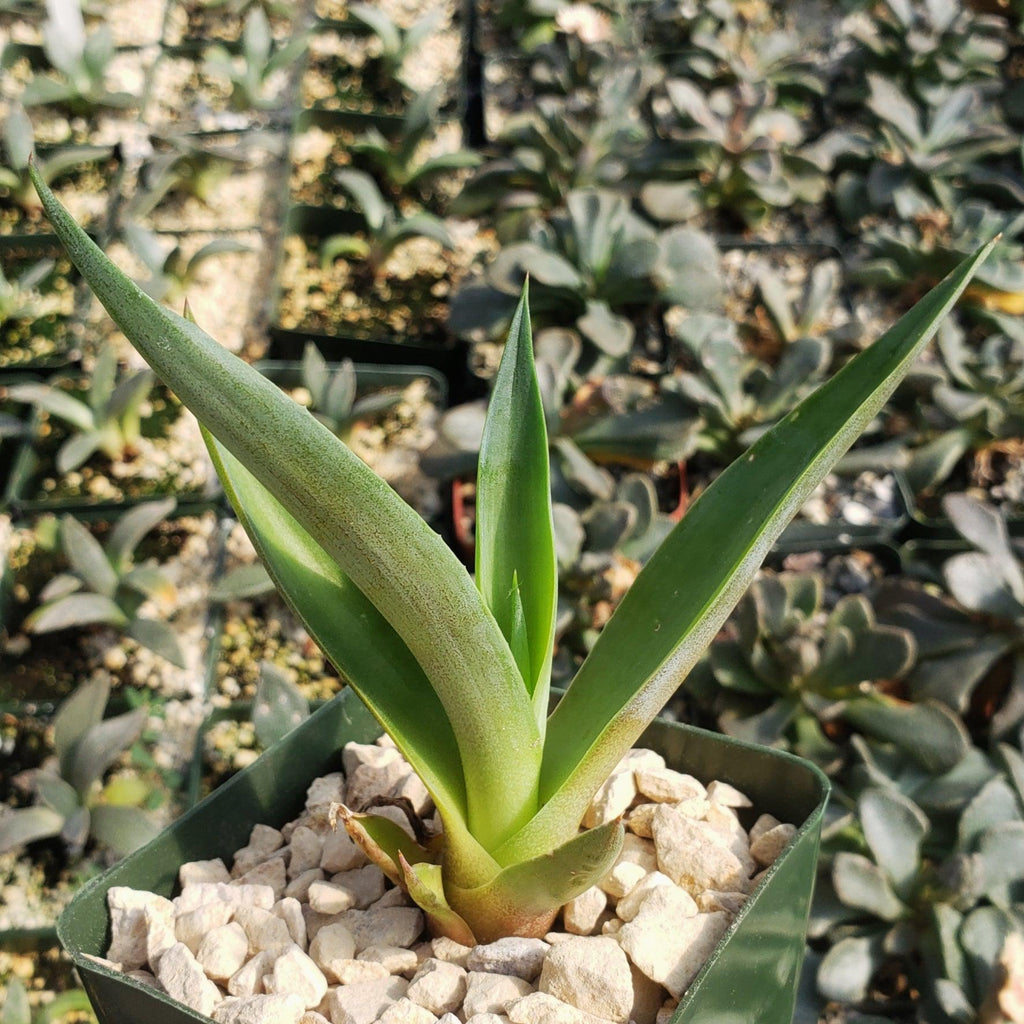 Smooth Agave Century Plant &