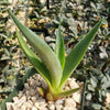 Smooth Agave Century Plant &