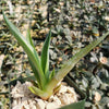 Smooth Agave Century Plant &