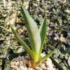 Smooth Agave Century Plant &