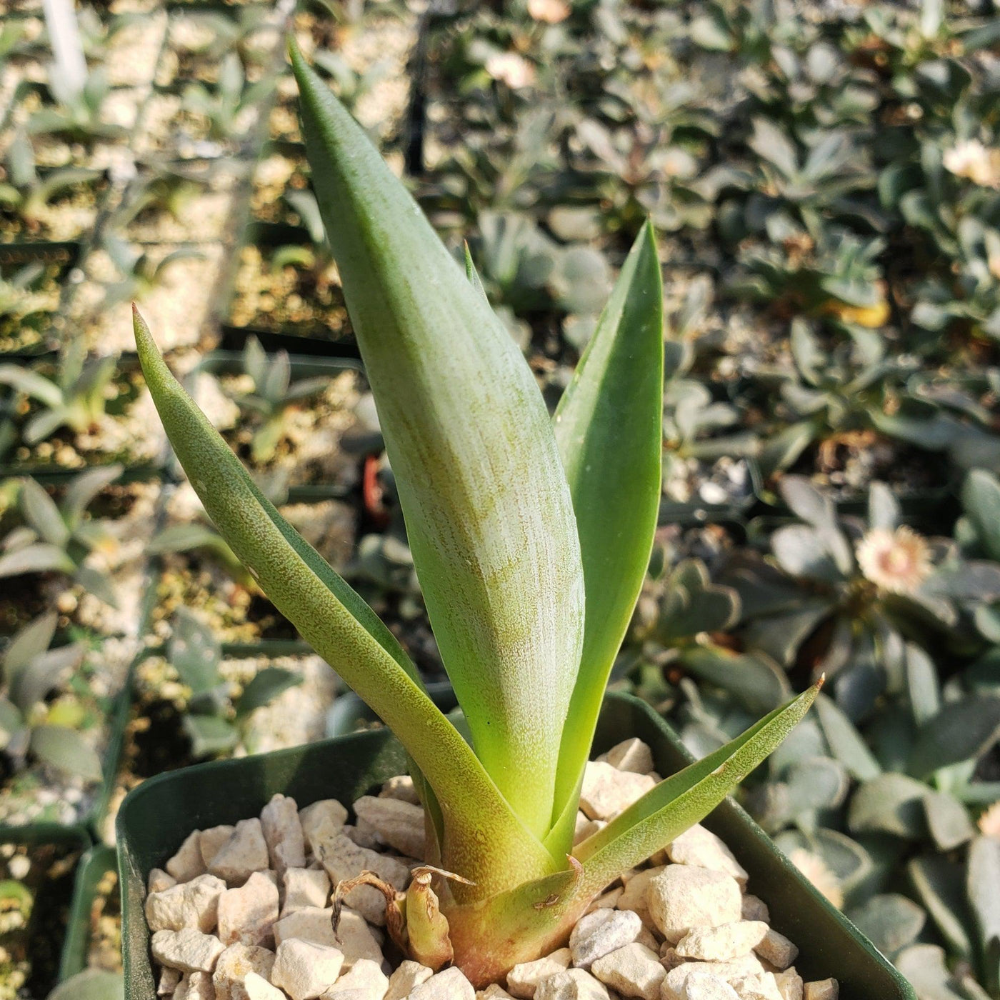 jade agave plant Buy 'Smooth Agave Century Plant - Agave desmettiana' Care and Growing Guide
