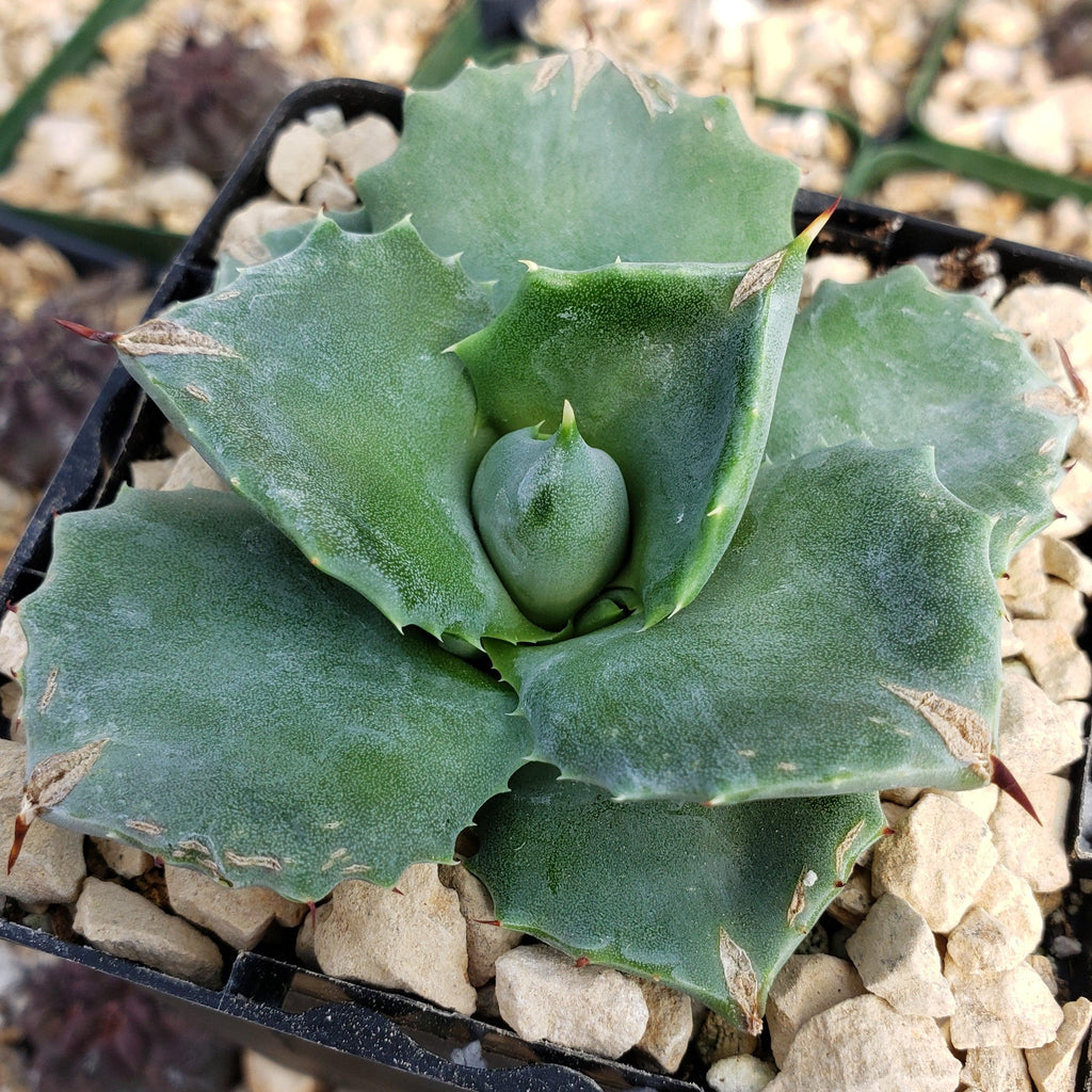 Agave isthmensis - Dwarf Butterfly Agave