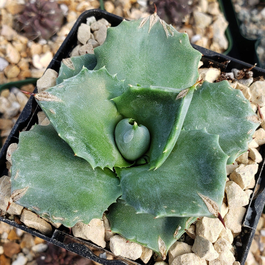 Agave isthmensis - Dwarf Butterfly Agave
