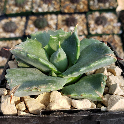 Agave isthmensis - Dwarf Butterfly Agave