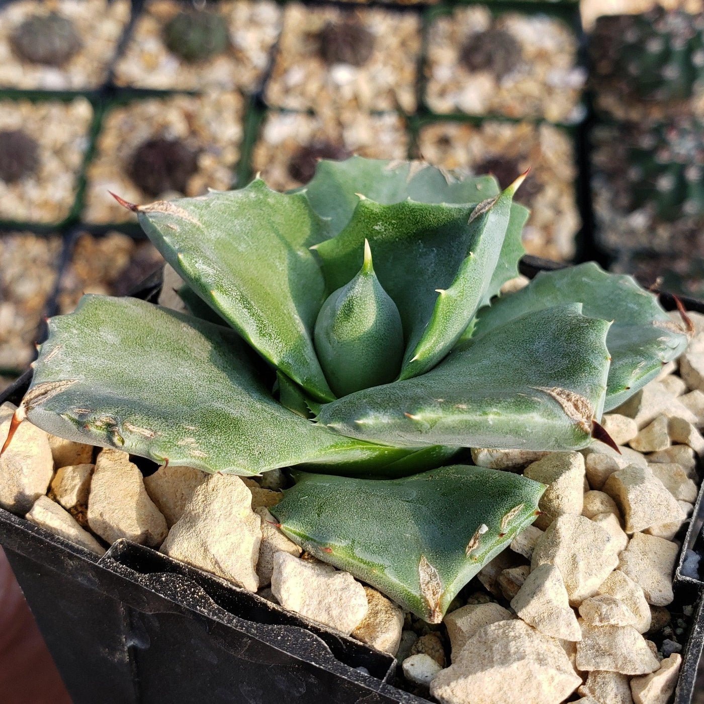 Agave isthmensis - Dwarf Butterfly Agave