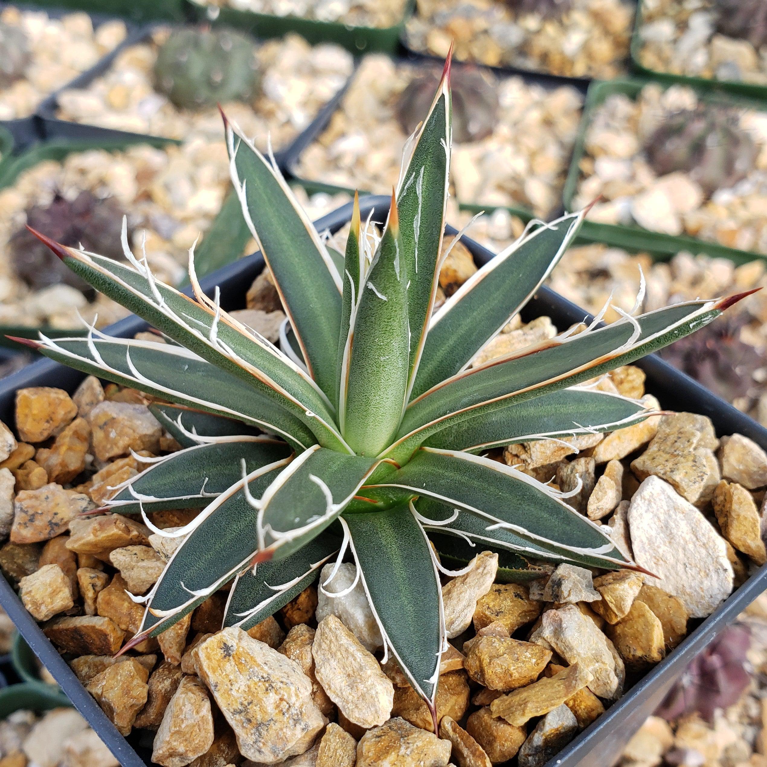 Agave leopoldii