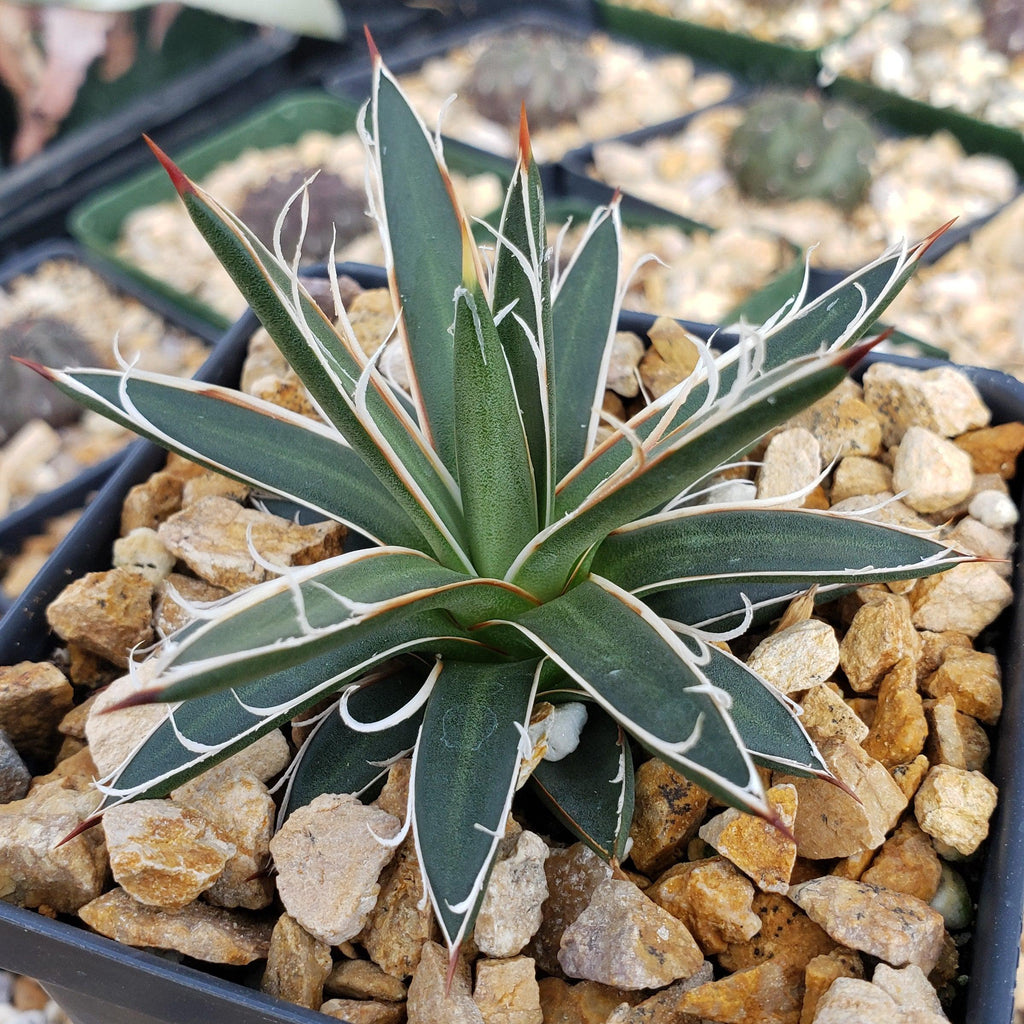 Agave leopoldii