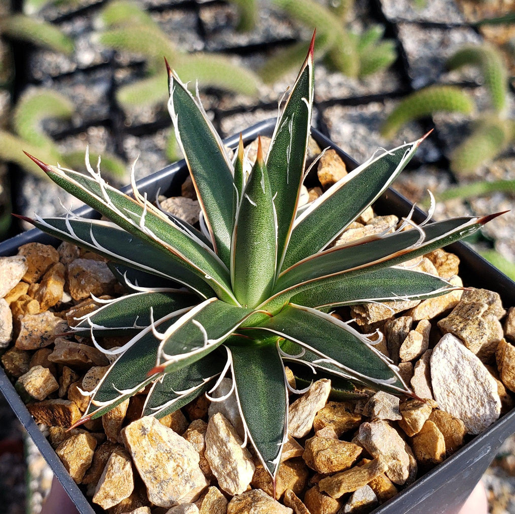 Agave leopoldii