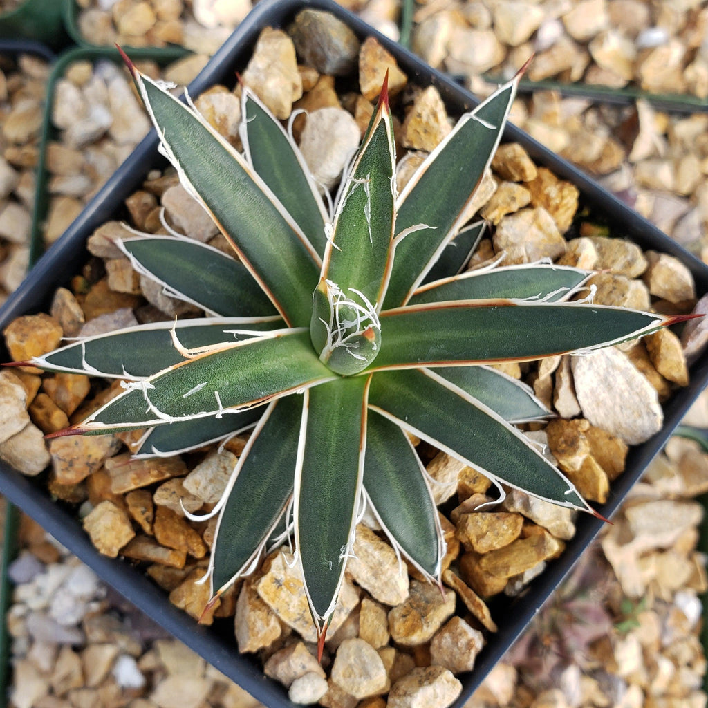 Agave leopoldii