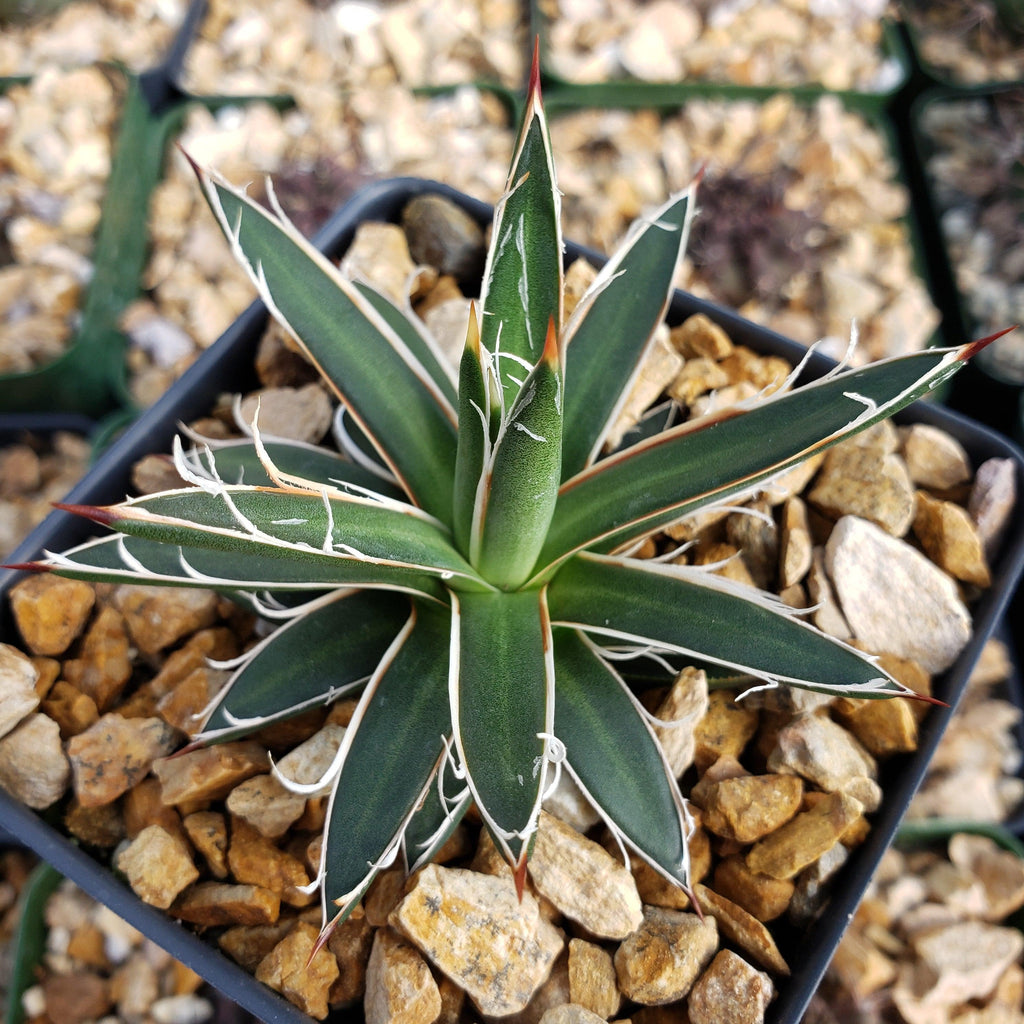 Agave leopoldii