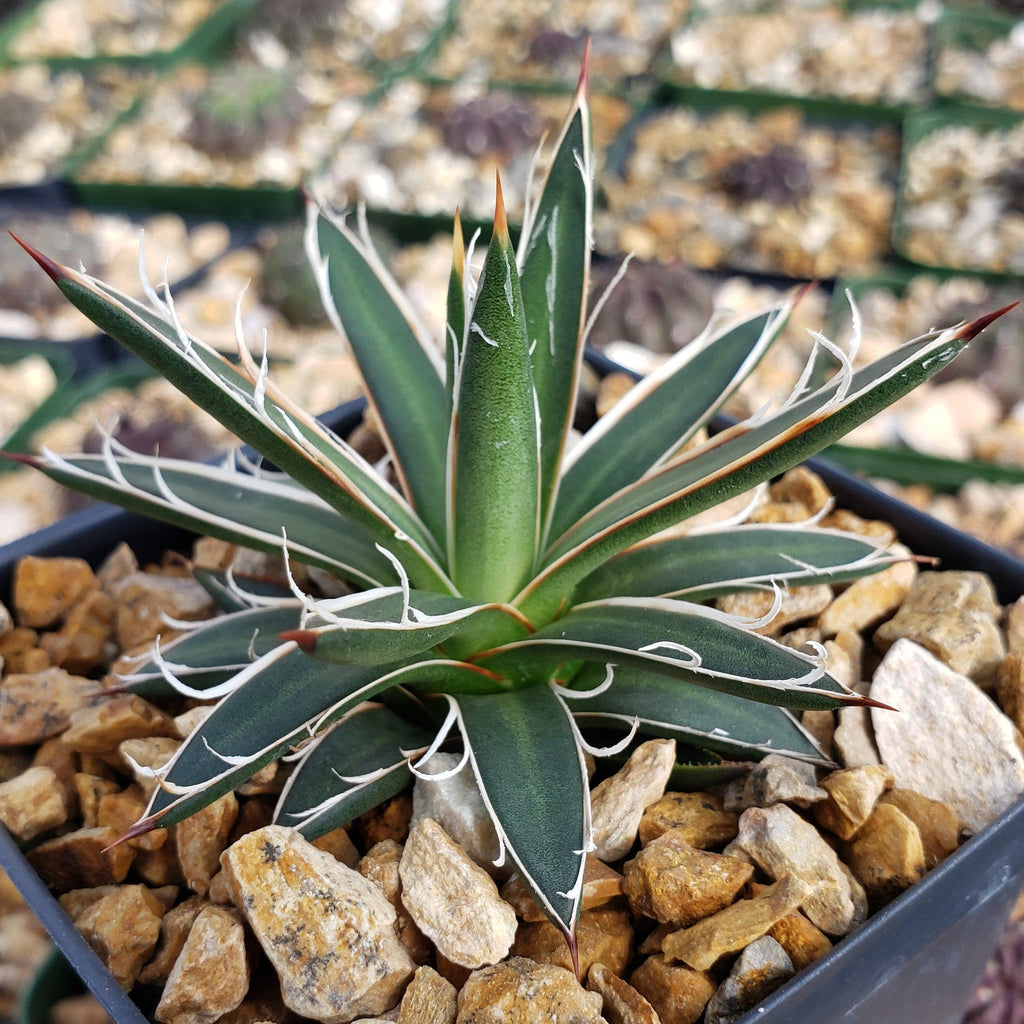 Agave leopoldii