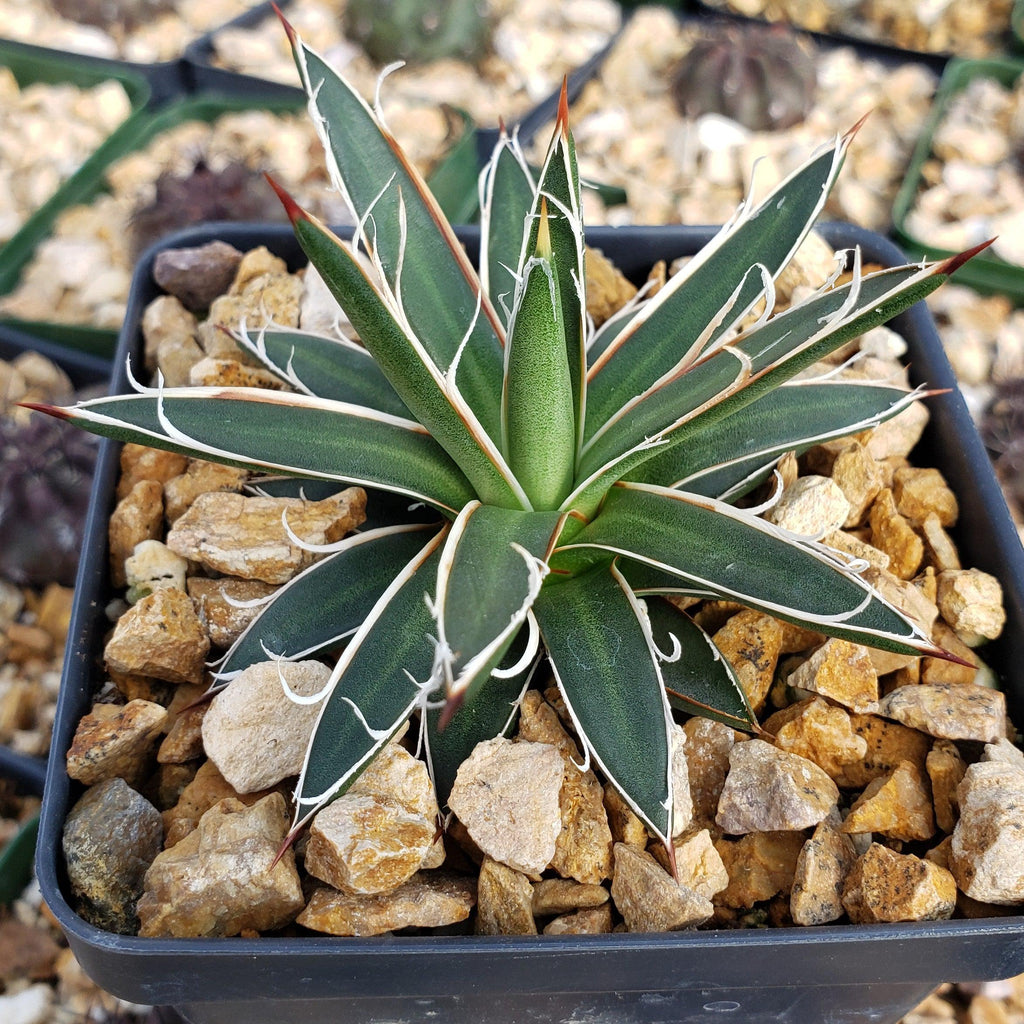 Agave leopoldii