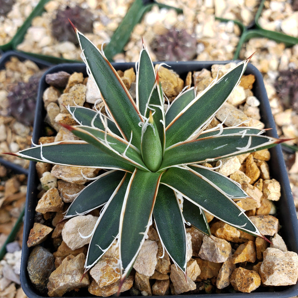 Agave leopoldii