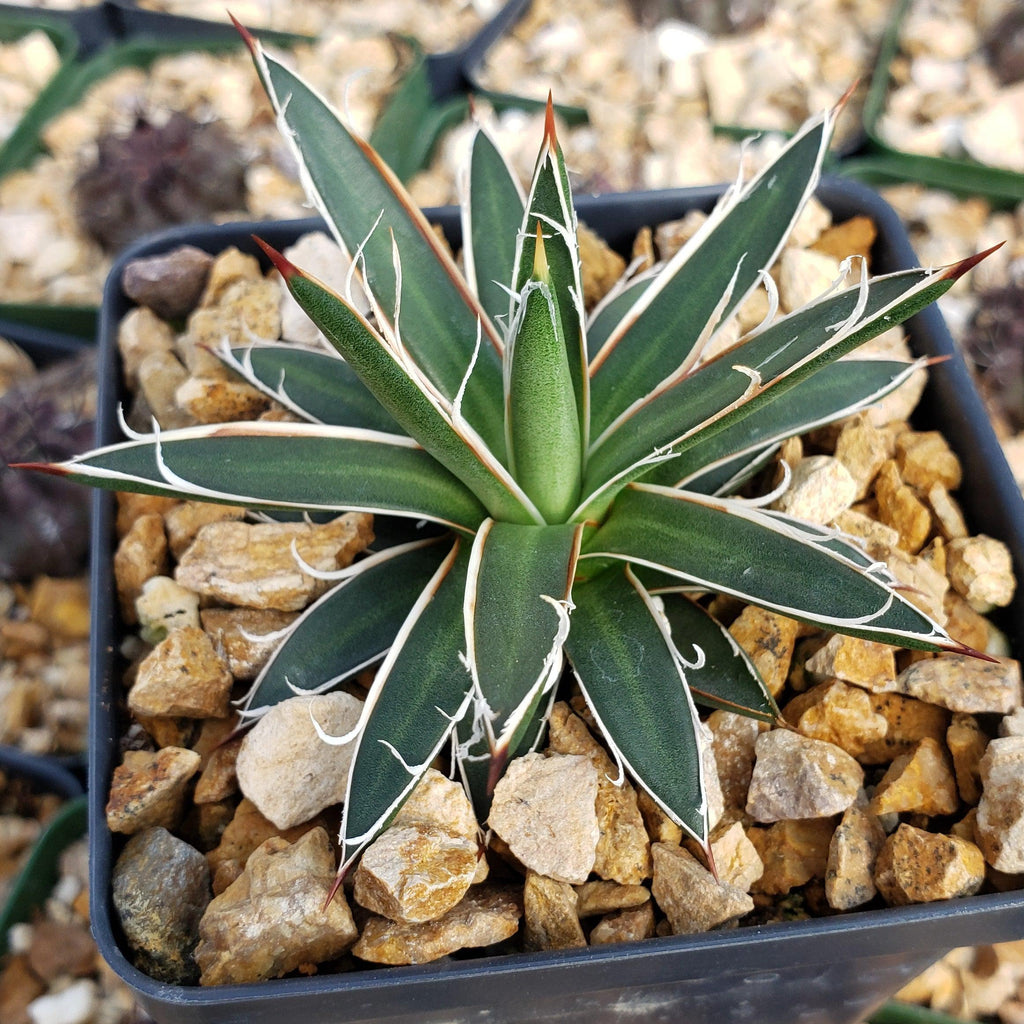 Agave leopoldii