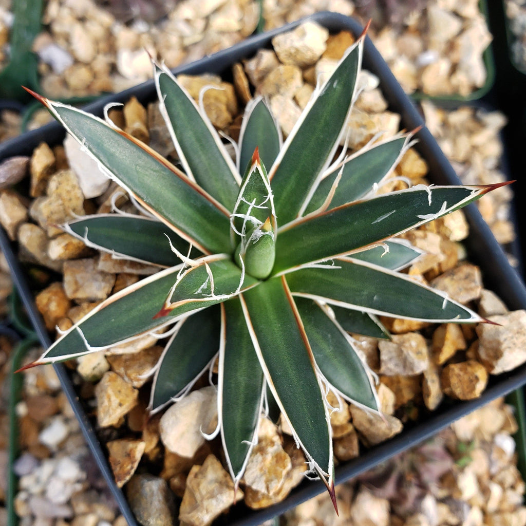 Agave leopoldii