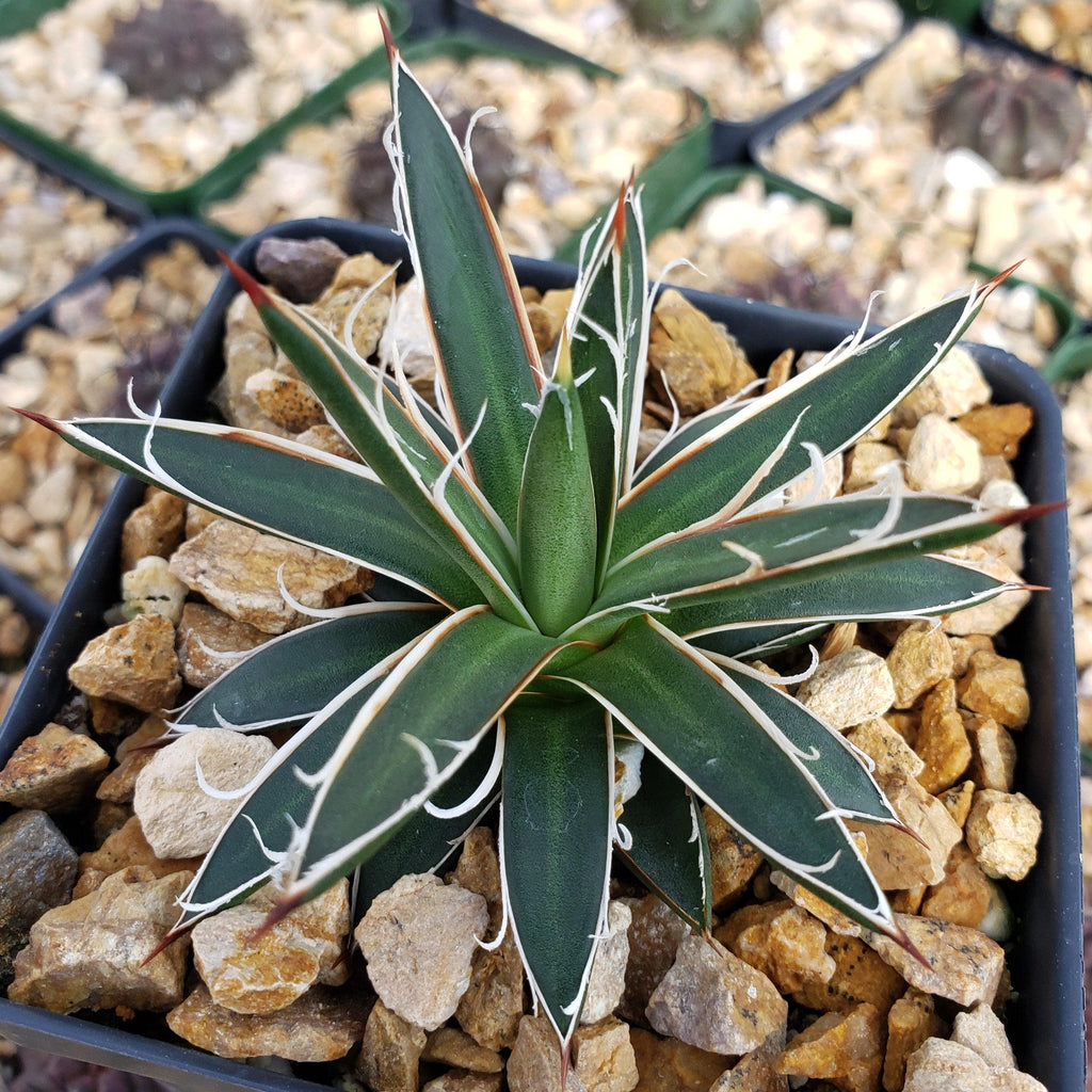 Agave leopoldii
