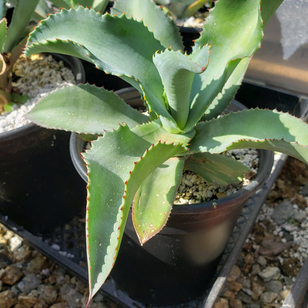 Agave pablocarrilloi