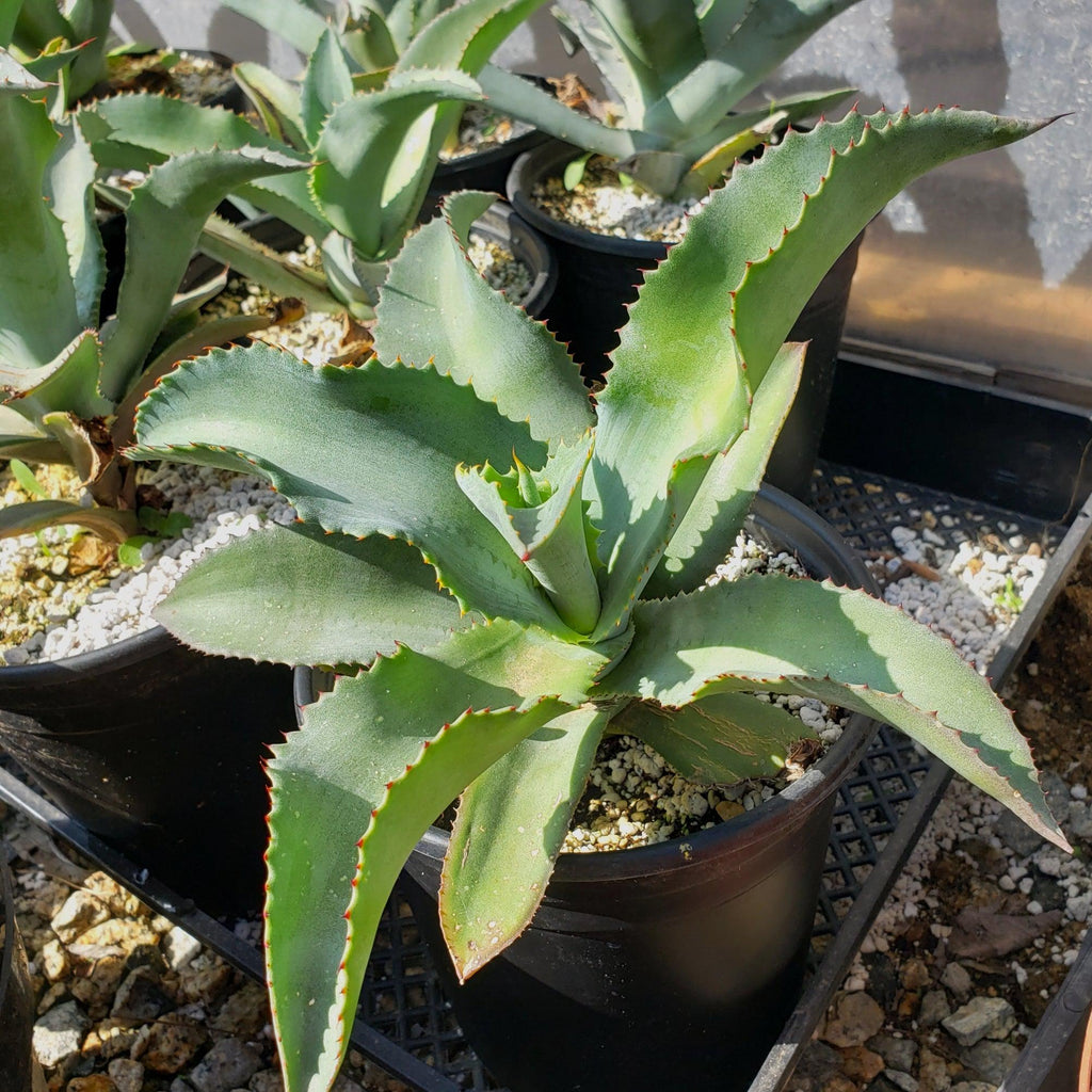Agave pablocarrilloi