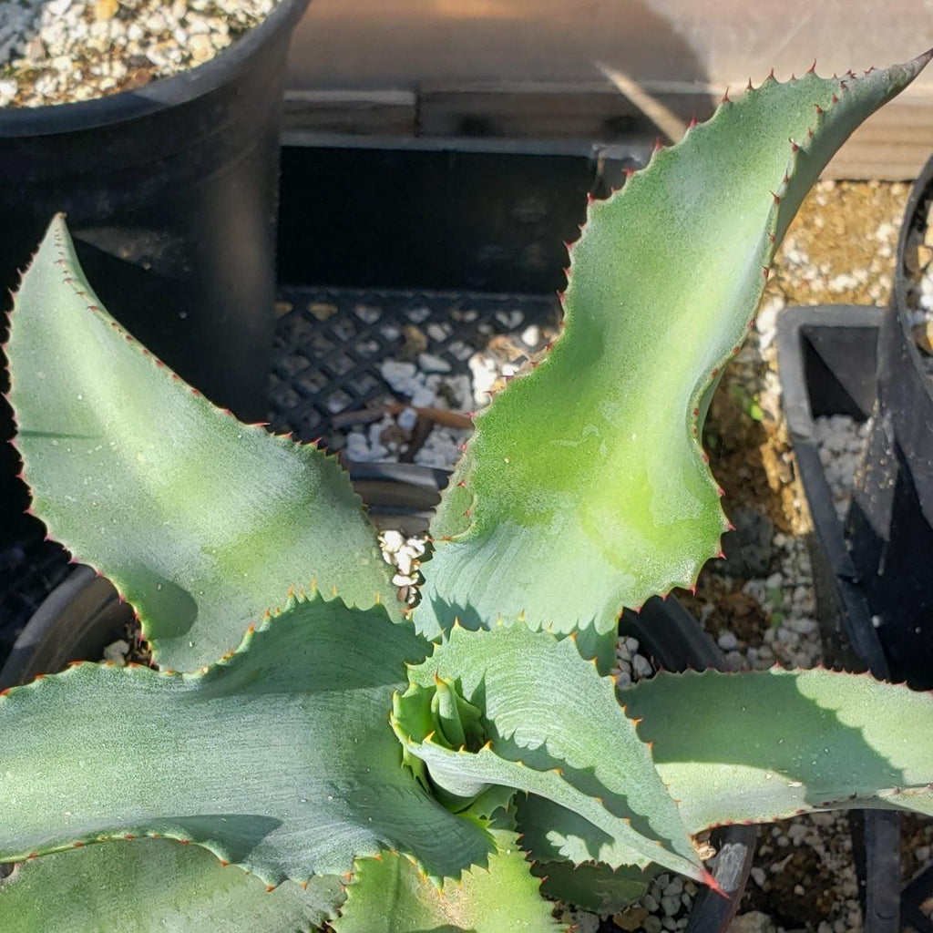 Agave pablocarrilloi