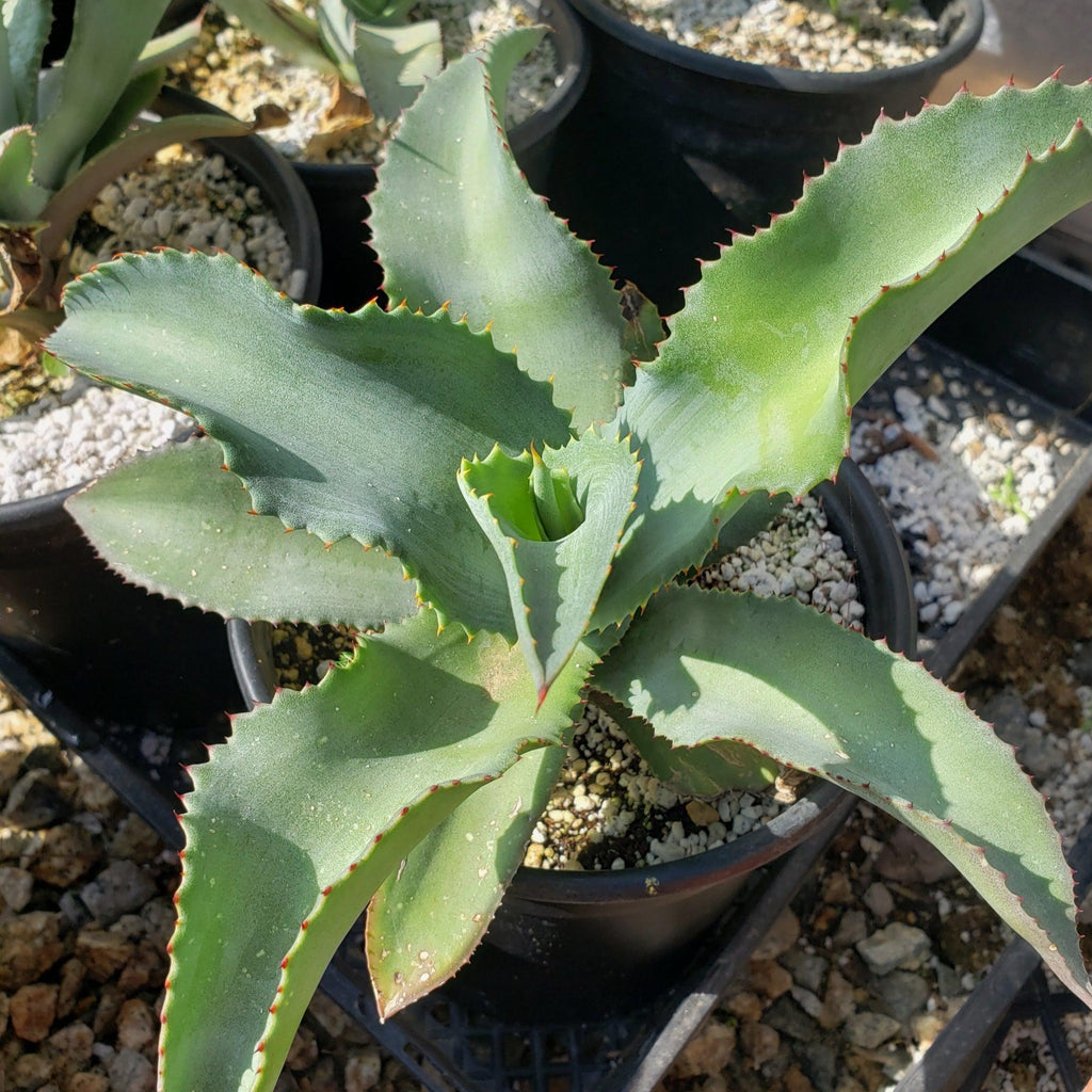 Agave pablocarrilloi