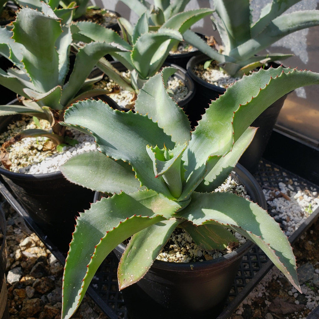 Agave pablocarrilloi