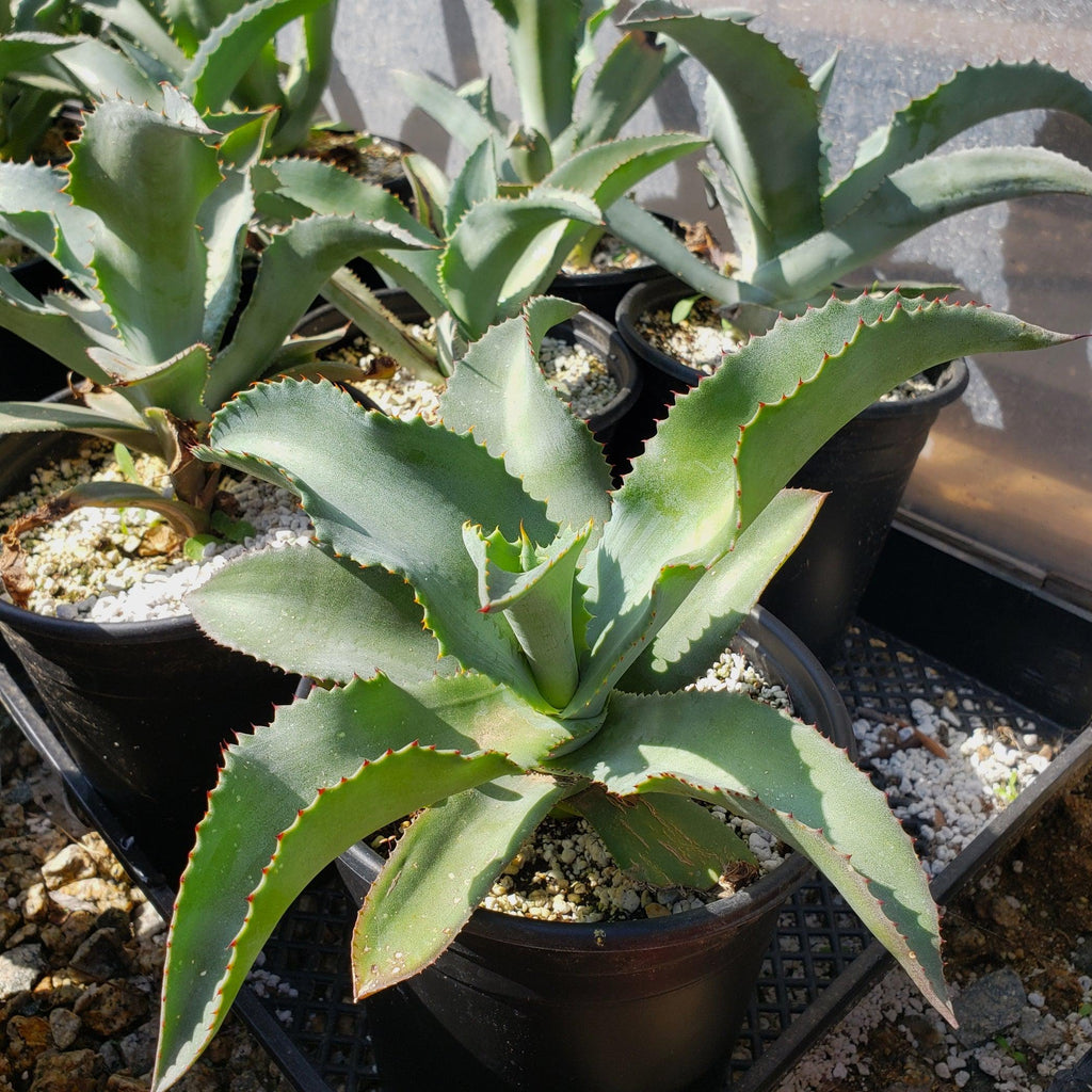 Agave pablocarrilloi