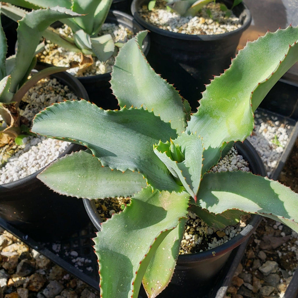 Agave pablocarrilloi