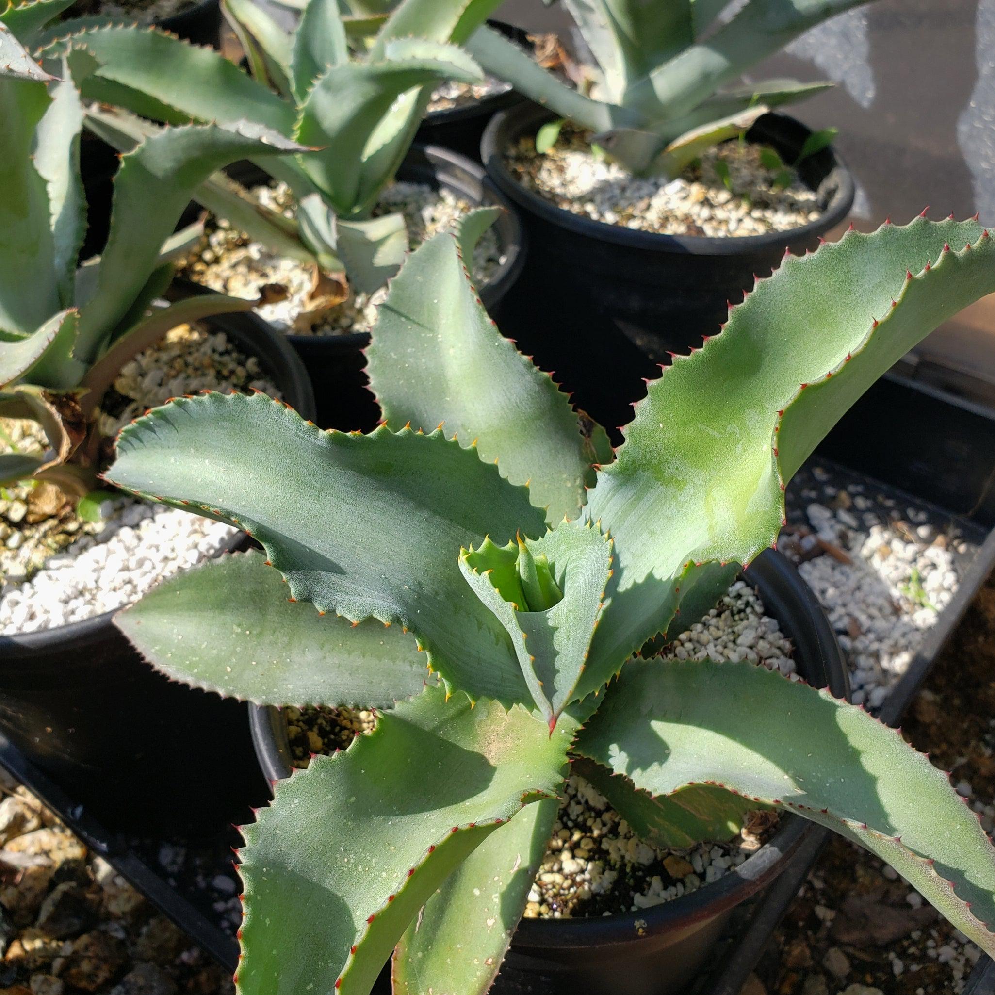 Agave pablocarrilloi