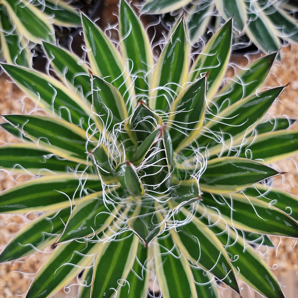 Agave schidigera &