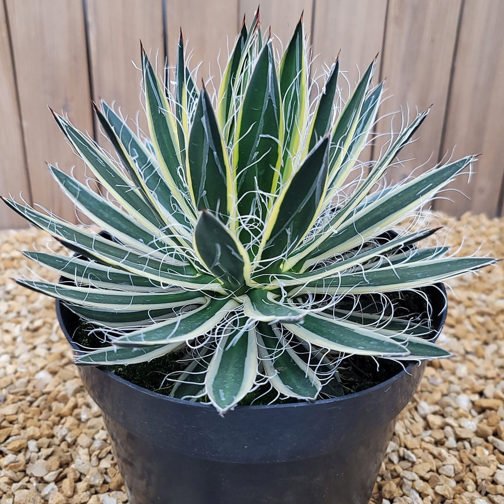 Agave schidigera &