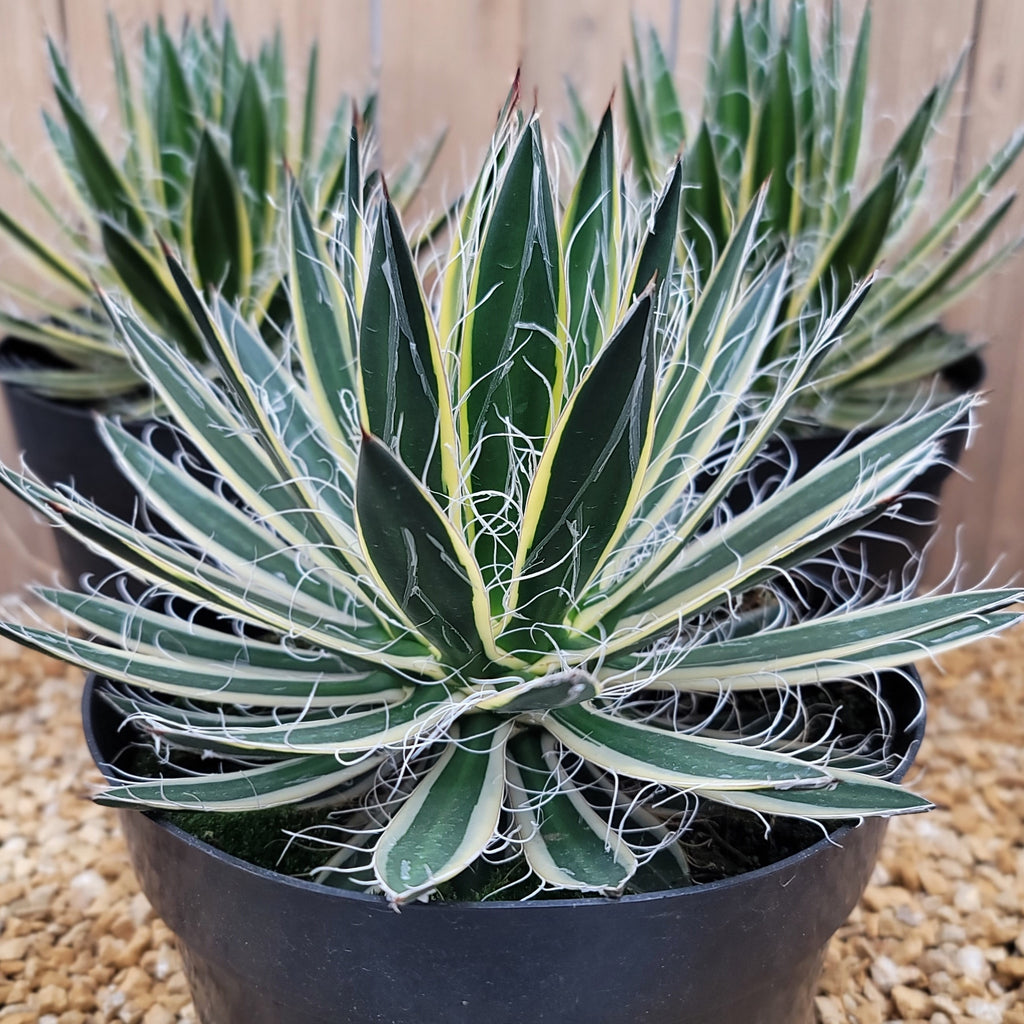 Agave schidigera &