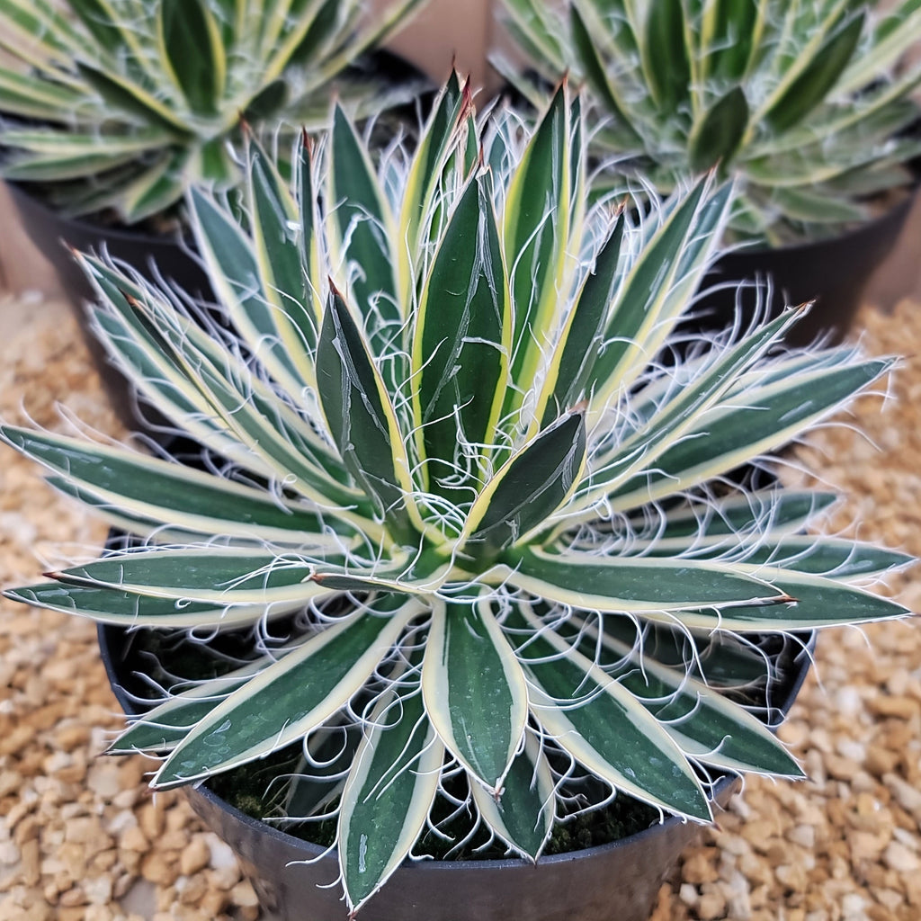Agave schidigera &