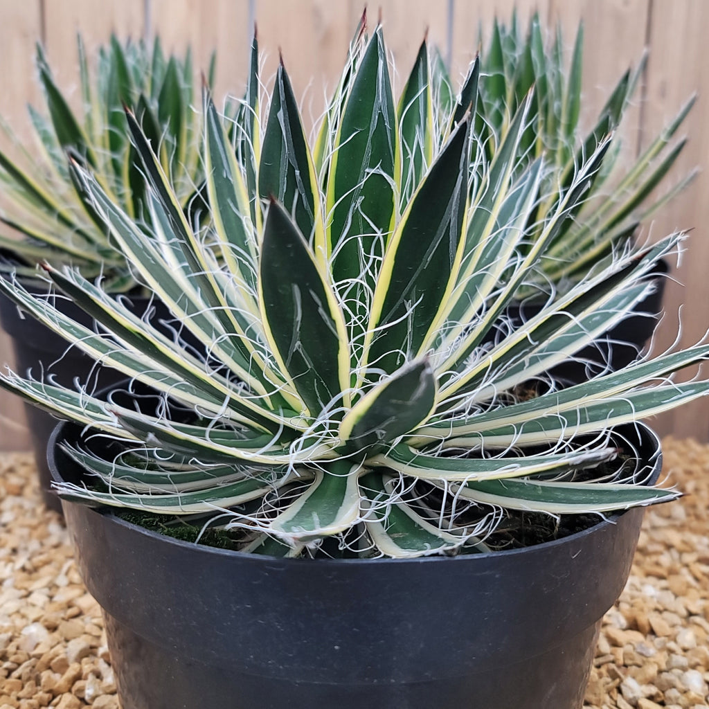 Agave schidigera &