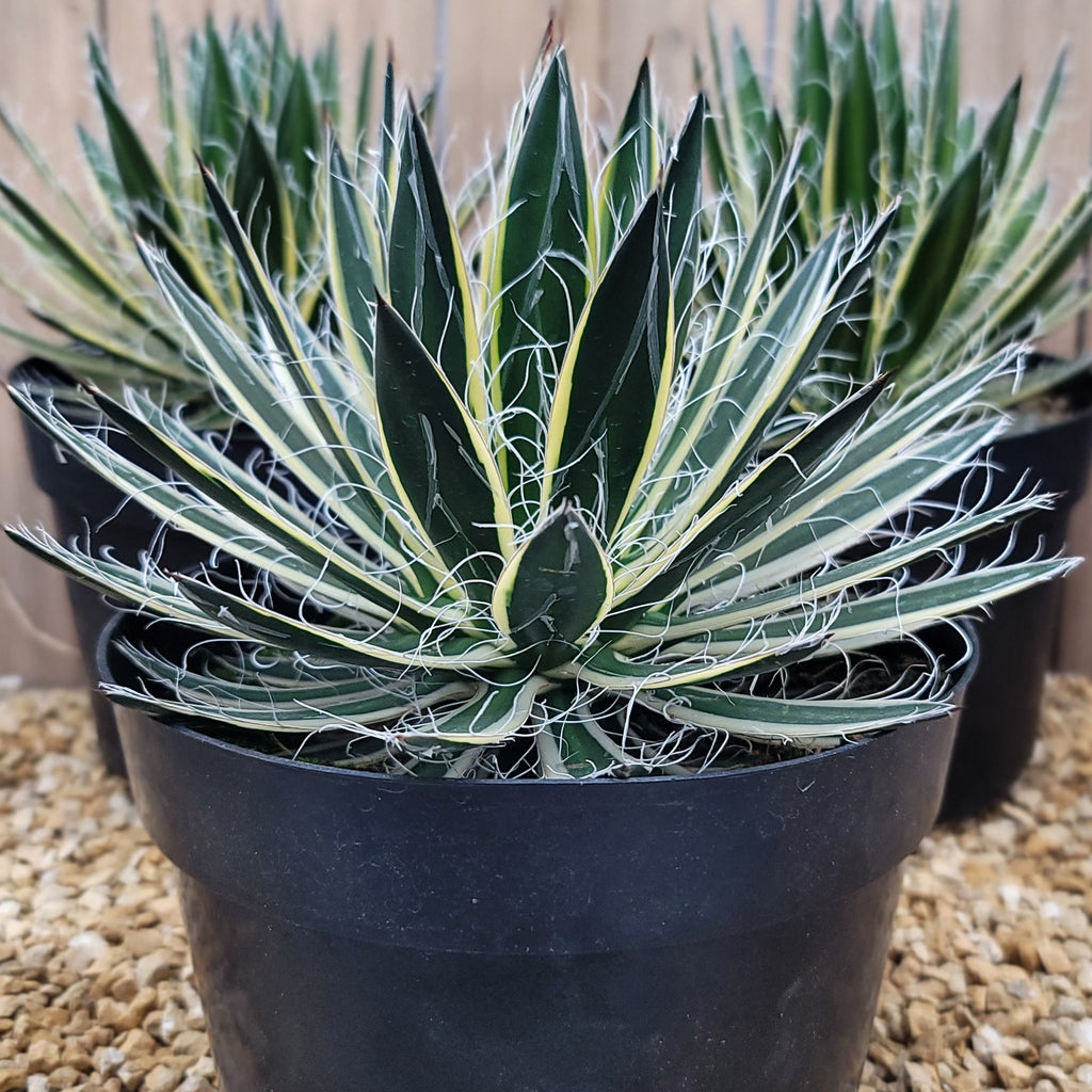 Agave schidigera &