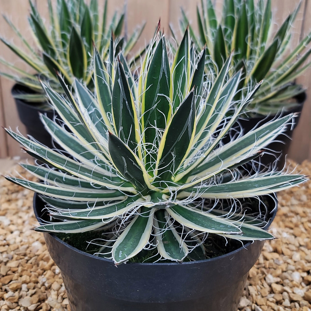 Agave schidigera &