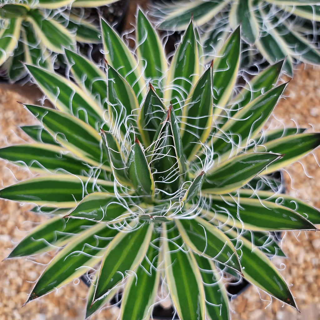 Agave schidigera &