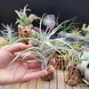 Tillandsia Albida