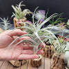 Tillandsia Albida