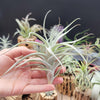 Tillandsia Albida