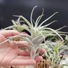 Tillandsia Albida