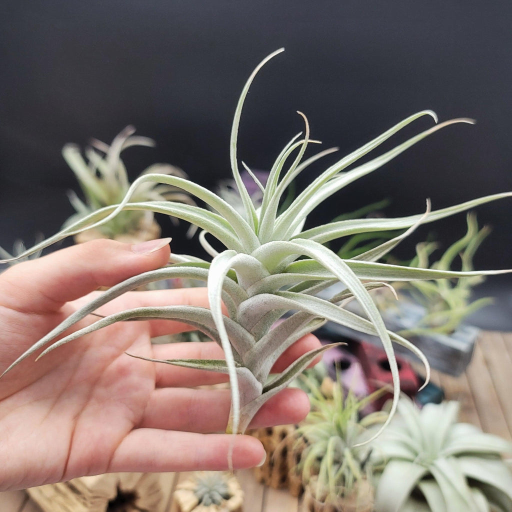 Tillandsia Albida