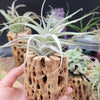 Tillandsia Albida