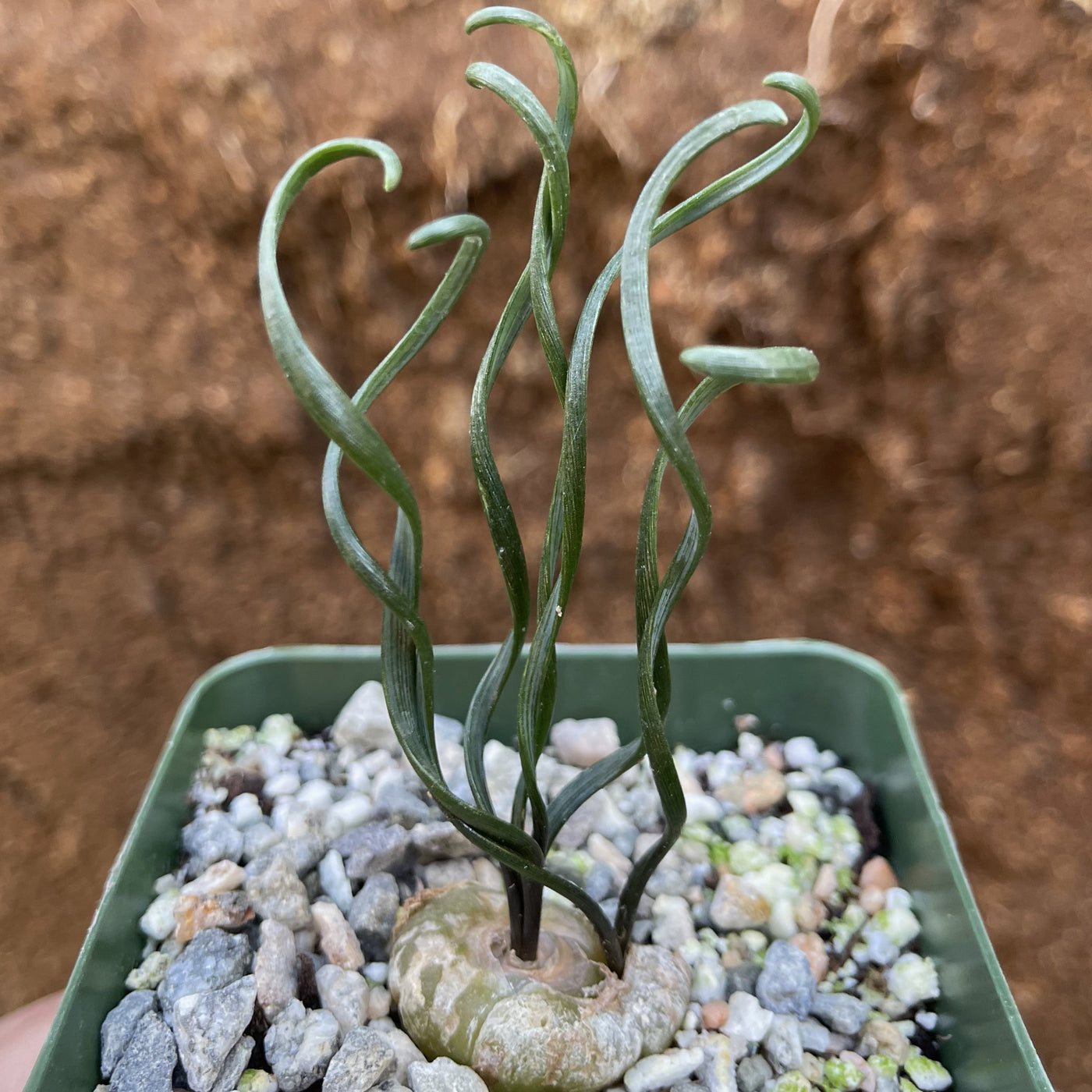 spiral grass succulent Albuca bruce-bayeri curly corkscrew – Planet Desert