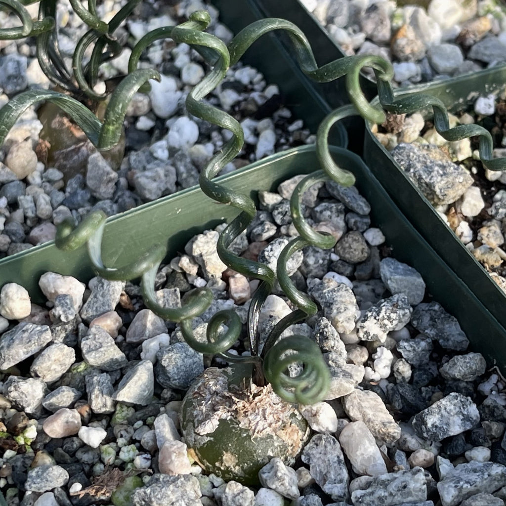 Albuca bruce-bayeri curly corkscrew