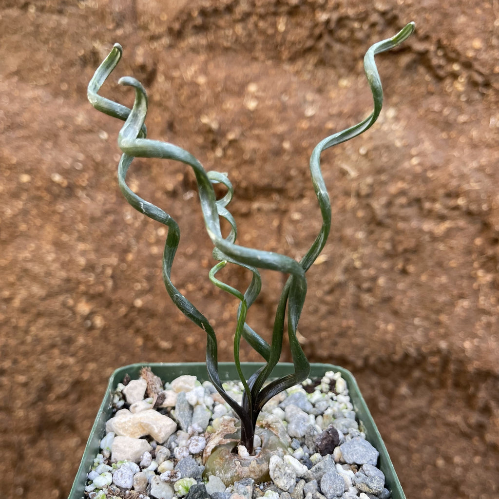Albuca bruce-bayeri curly corkscrew