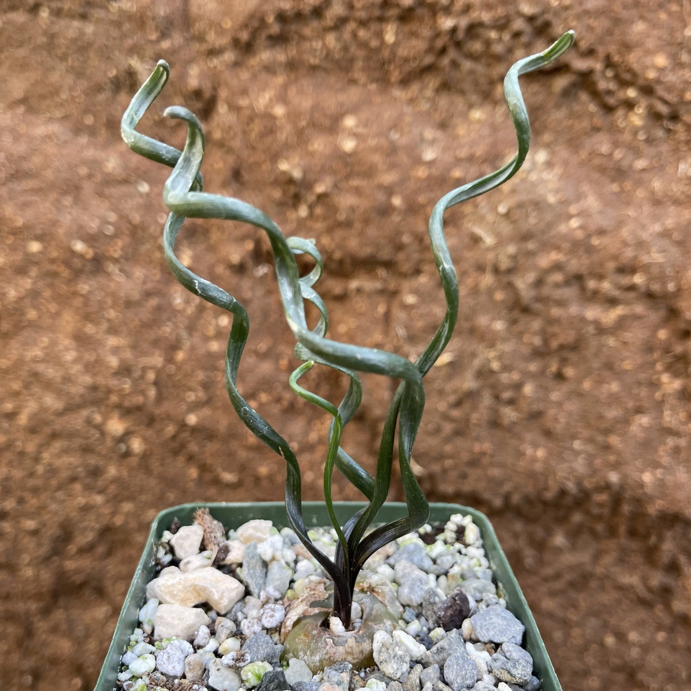 corkscrew grass succulent Albuca bruce-bayeri curly corkscrew