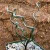 Albuca bruce-bayeri