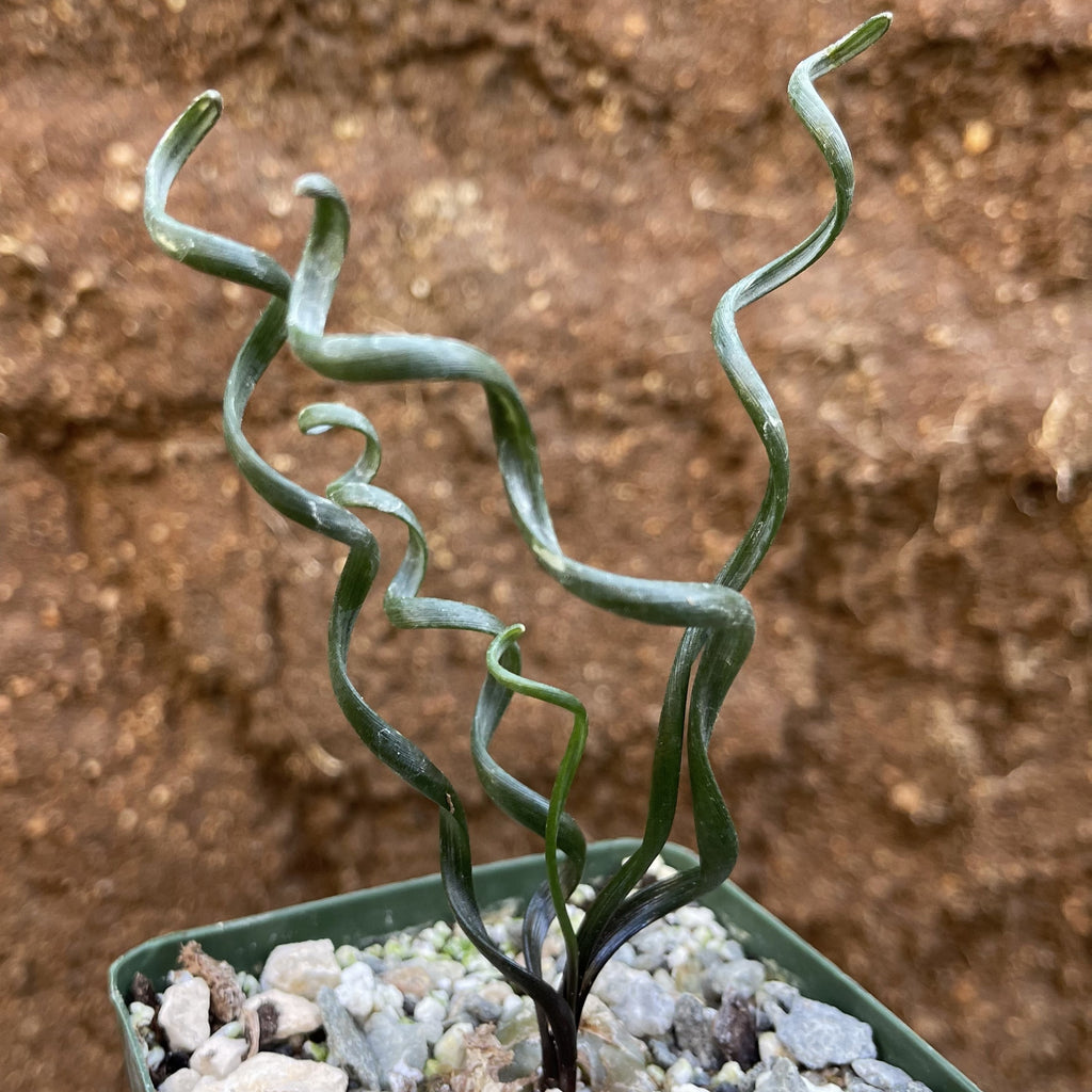 Albuca bruce-bayeri curly corkscrew